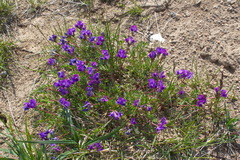 Oxytropis revoluta