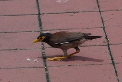Acridotheres tristis