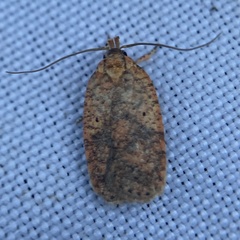 Agonopterix robiniella