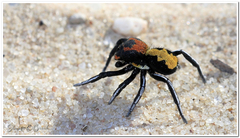 Seothyra longipedata