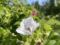 Rosa rugosa
