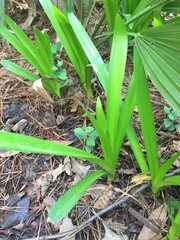 Hymenocallis liriosme