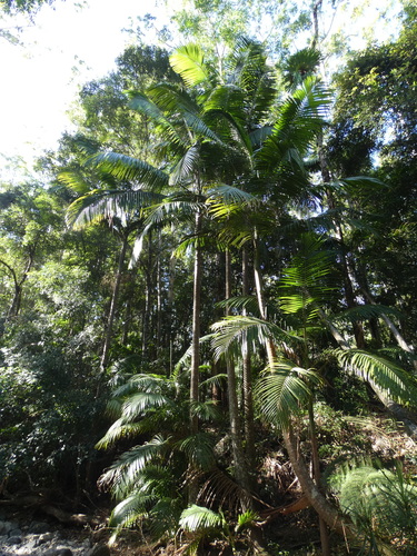 Archontophoenix cunninghamiana