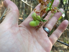 Exobasidium symploci