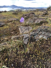 Dipterostemon capitatus