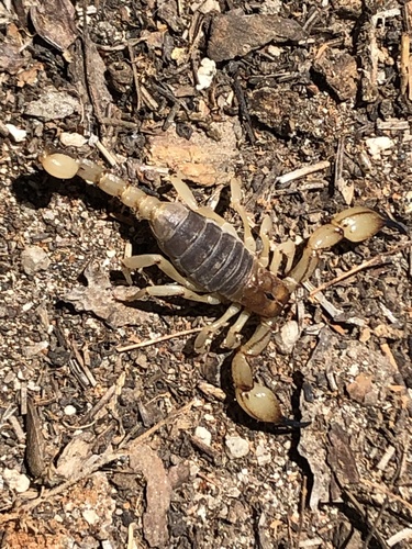iNaturalist observation photo of California Swollenstinger Scorpion