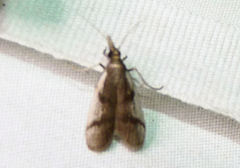 Peoria longipalpella