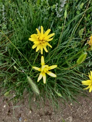 Scorzonera laciniata