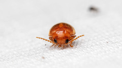 Prionocyphon serricornis