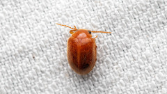Prionocyphon serricornis