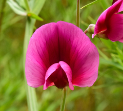 Lathyrus tingitanus