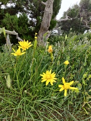 Scorzonera laciniata