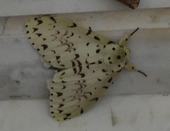 Lepidoptera