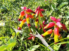 Lachenalia quadricolor