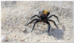 Seothyra longipedata