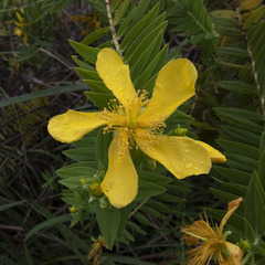 Hypericum mysurense
