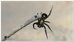 Seothyra longipedata