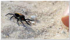 Seothyra longipedata