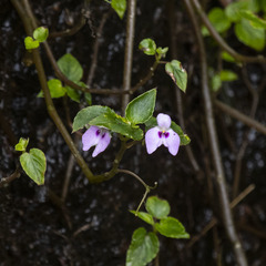 Impatiens elegans