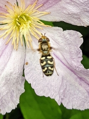 Scaeva pyrastri