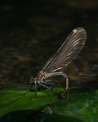 Calopteryx splendens