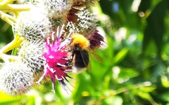 Bombus