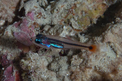 Ostorhinchus parvulus