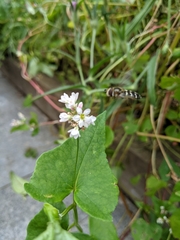 Scaeva pyrastri