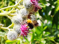 Bombus
