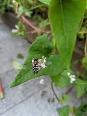Scaeva pyrastri