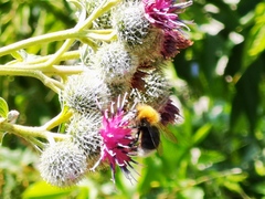 Bombus