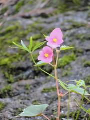 Begonia gracilis