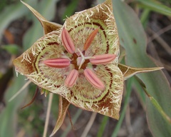 Calochortus tiburonensis