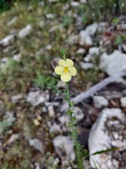 Verbascum orientale
