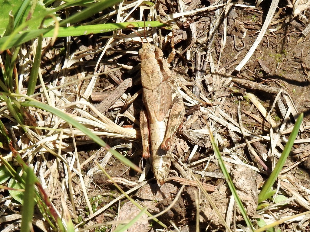 Melanoplus adapi