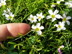 Oxalis pusilla