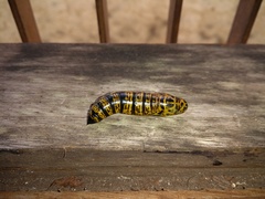 Isognathus allamandae