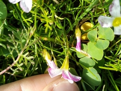 Oxalis pusilla