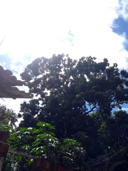 Zeyheria tuberculosa