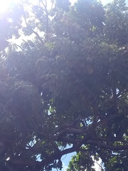 Zeyheria tuberculosa