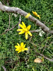 Scorzonera laciniata