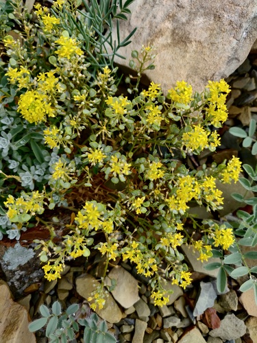 Odontarrhena obtusifolia, photograph 3