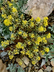 Odontarrhena obtusifolia