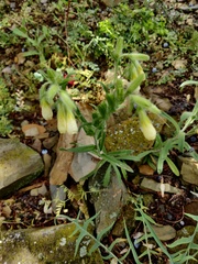 Onosma aucheriana