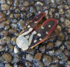 Phymatostetha rufolimbata