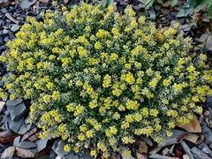 Odontarrhena obtusifolia
