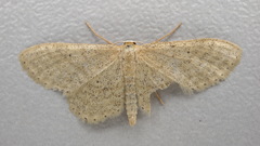 Idaea sylvestraria