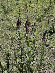 Verbena macdougalii