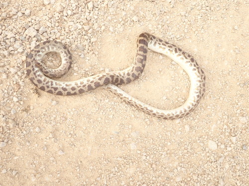 Cape York Spotted Python sighting