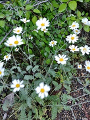 Tanacetum poteriifolium
